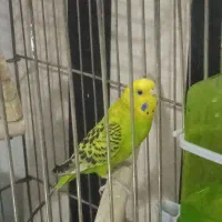 یک جفت مرغ عشق سبز .ویک عدد مرغ عشق نره سفید مست