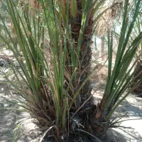 پاجوش برحی|گل و گیاه طبیعی|بندر امام خمینی, |دیوار