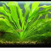 گیاه آکواریوم اچینودوروس برگ اتیشین|ماهی|زنجان, |دیوار