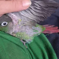 خشگل ملوس قیمت ۵۳۰۰