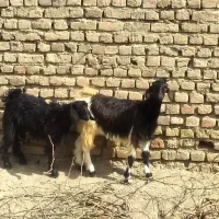 بزغاله بز
