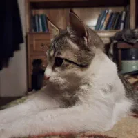 گربه 4 ماهه نر|گربه|اصفهان, سپاهان‌شهر|دیوار