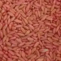 گندم بذری آماده