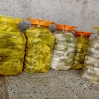 ترشی بیلهر