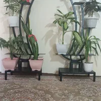 استندگلدون