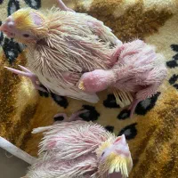 عروس هلندی مولد|پرنده|رودهن, |دیوار