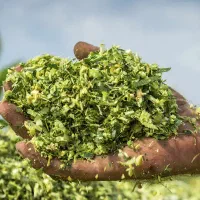 ذرت علوفه ای بسته بندی شده