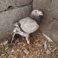 کبوتر|پرنده|خورموج, |دیوار