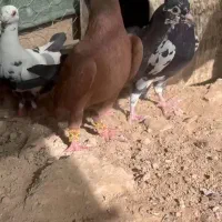 مینا کاکلی و زرد و سرخ|پرنده|مه ولات, |دیوار