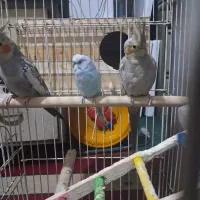 یه جفت عروس هلندی ویک عدد مرغ عشق