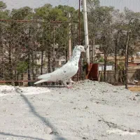 کبوتر
