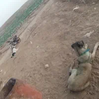 10000|سگ|ماهنشان, |دیوار