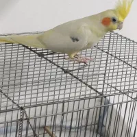 عروس هلندی لوتینو نر|پرنده|شهریار, شهرک بهاران (ویره)|دیوار