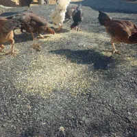 مرغ لاری ودورگه گلین|حیوانات مزرعه|حسین آباد, |دیوار