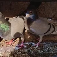 کفتر المانی