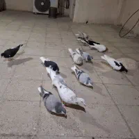 سیاهپوش 12تا همه پرنده