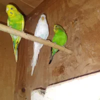 یک جفت مرغ عشق