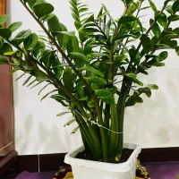 گیاه زاموفیلیای سبز سایز بزرگ