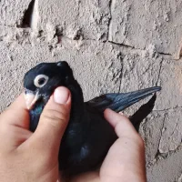 زاغ|پرنده|جیرفت, |دیوار