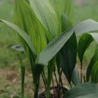 برگ‌ عبائی