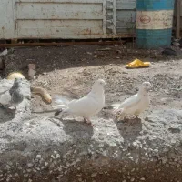 ۸ عدد کبوتر روزگاری