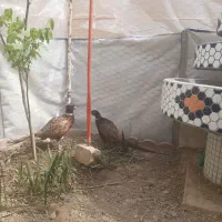 مرغ زینتی ۳ عدد نر و ماده