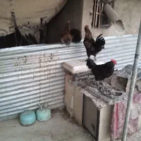 خروس هفت ماهه 20عددهمه یک جا به فروش میرسد|حیوانات مزرعه|نیشابور, مازول|دیوار