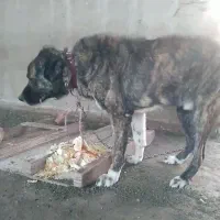 سگ گله سرابی افغان