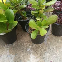 فروش گل طبیعی