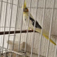 طوطی عروس دوکت و قفس|پرنده|بابل, |دیوار