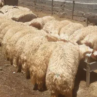 بره نر