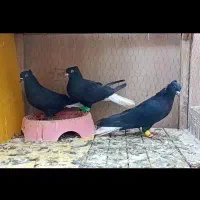 چند جفت حیوون فوق العاده عتیقه|پرنده|مه ولات, |دیوار