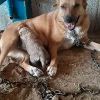 واگذاری سگ افغان نگهبان گله|سگ|باقرشهر, |دیوار