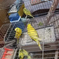 مرغ عشق