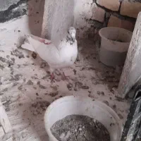 فروش کبوتر|پرنده|بیجار, |دیوار