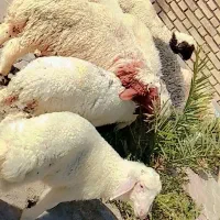 بره عربی درجه 9عدد