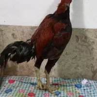 خروس لاری قلم سبز|حیوانات مزرعه|آمل, |دیوار