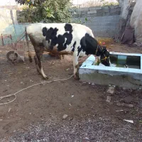 گاو هلشتاین ماده