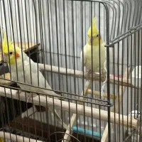 عروس هلندی جفت مولد
