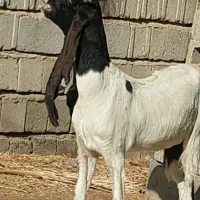 گیسه پتیری اصل|حیوانات مزرعه|جیرفت, |دیوار