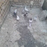 چند عدد کبوتر غریب گیری