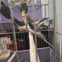 2عدد عروس هلندی|پرنده|کرج, حیدرآباد|دیوار