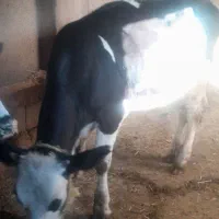گوسالها ماده