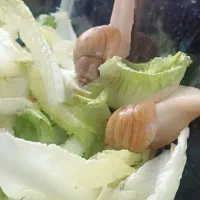 ۱۲ عدد حلزون .مناسب برای حلزون تراپی