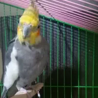 دو عدد عروس هلندی|پرنده|بهشهر, |دیوار