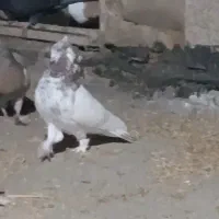 کله ای نر ۱۰ ساعتی گرو