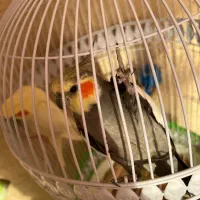 عروس هلندی جفت جوان|پرنده|مشهد, ادیب نیشابوری (شهرک غرب)|دیوار