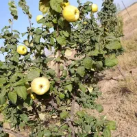 باغ پردیس عباس آبادسلطانیه|فروش دفتر صنعتی، کشاورزی، تجاری|سلطانیه, |دیوار