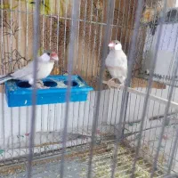 فنچ نرگسی شکلاتی فقط نر