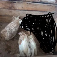 یک جفت جوجه بوقلمون بوربورن